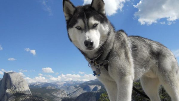 Husky Wandeling