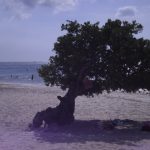 studiereis-aruba-2011-103