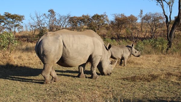 Kololo game reserve