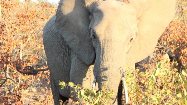 Krugerpark Phalaborwa gate