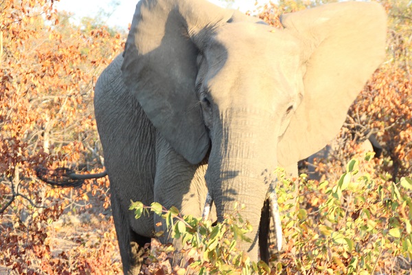 Krugerpark Phalaborwa gate