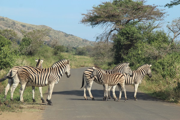 Hluhluwe