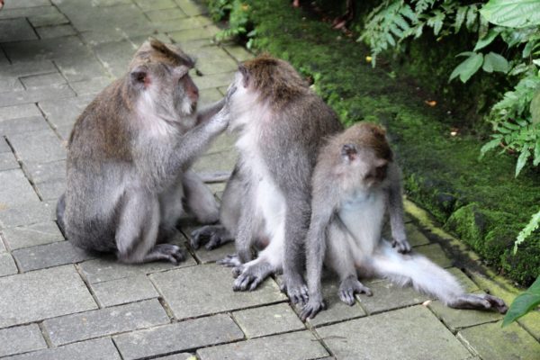 Ubud