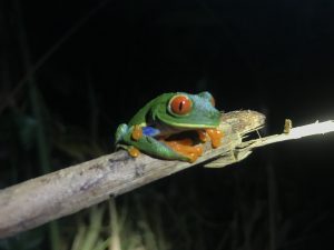 Autorondreis Costa Rica