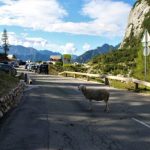 schapen op de pass