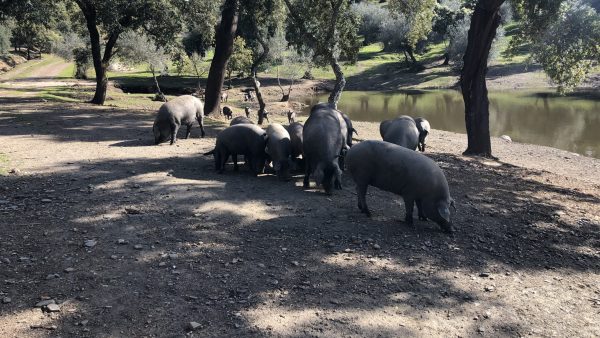 5 tips voor een leuke citytrip Sevilla