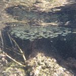 DCIM100GOPROGOPR2484.JPG