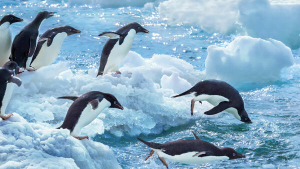 17 daagse Antartica Expeditie Cruise