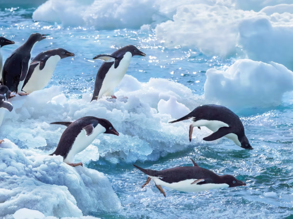 17 daagse Antartica Expeditie Cruise