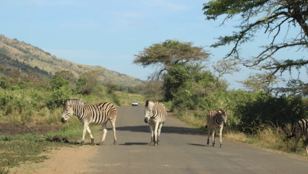 20 daagse Autorondreis Zuid Afrika