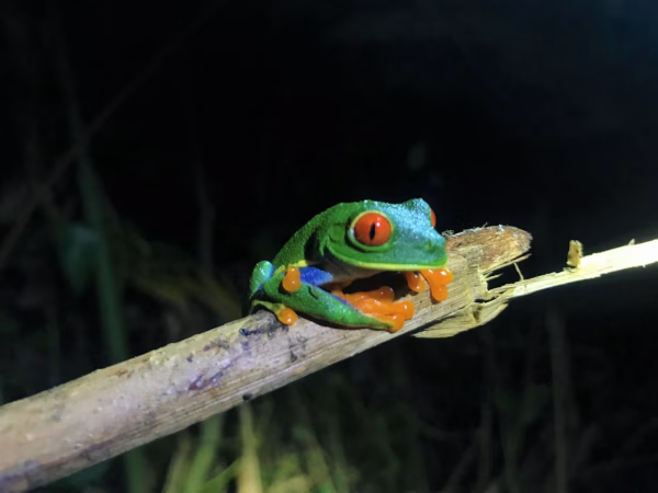 20 daagse autorondreis Costa Rica