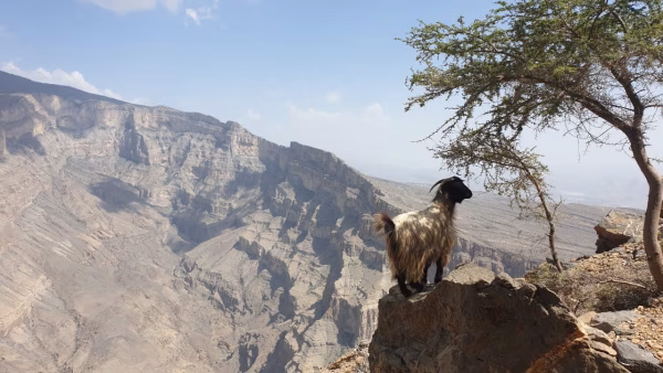 Wandelvakantie Oman