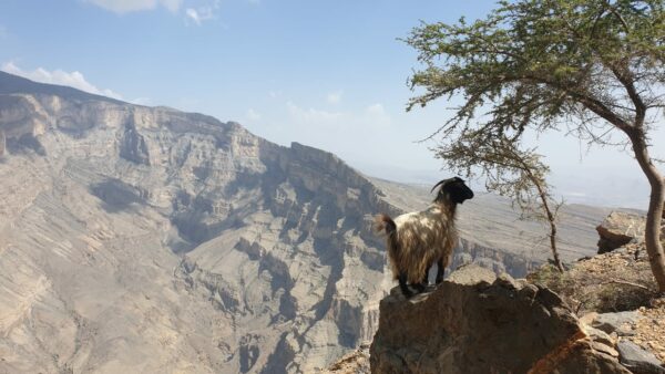 Wandelvakantie Oman