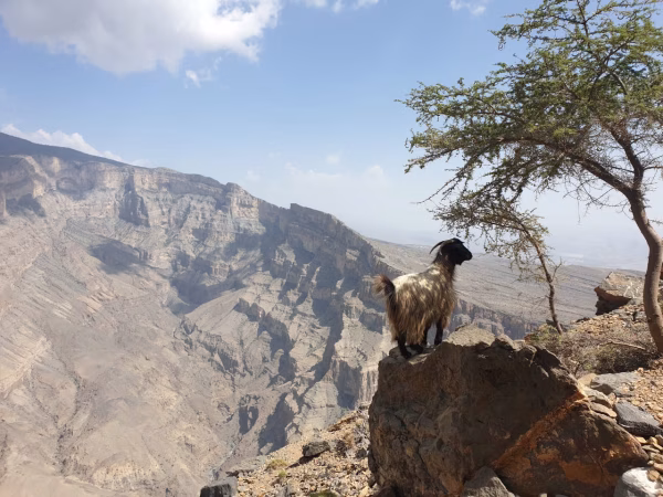 Wandelvakantie Oman