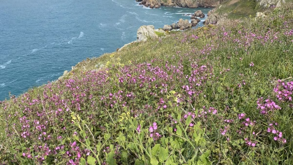 8 daagse groepsexcursie reis Guernsey