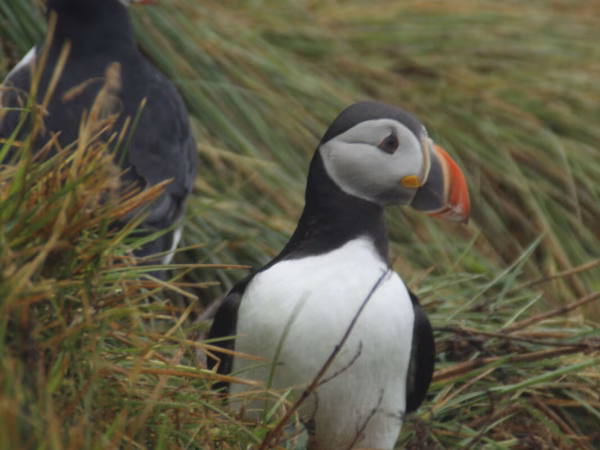 Puffins spotten in IJsland: de 3 beste plekken om papegaaiduikers te zien