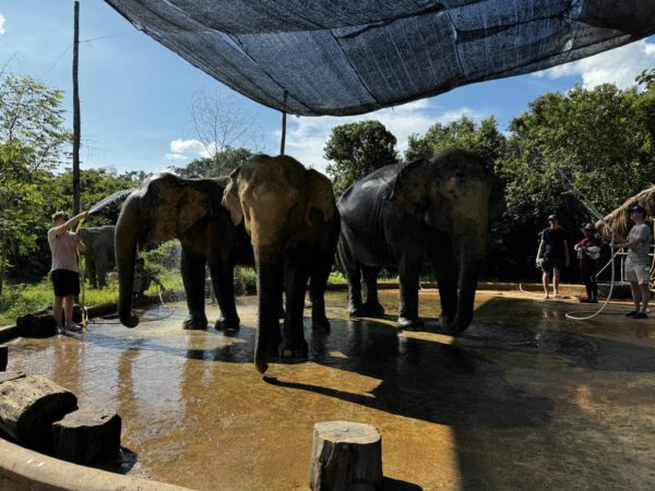 Op pad met olifanten een bijzondere dag bij Kulen Elephant Sanctuary
