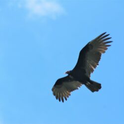IMG_9415