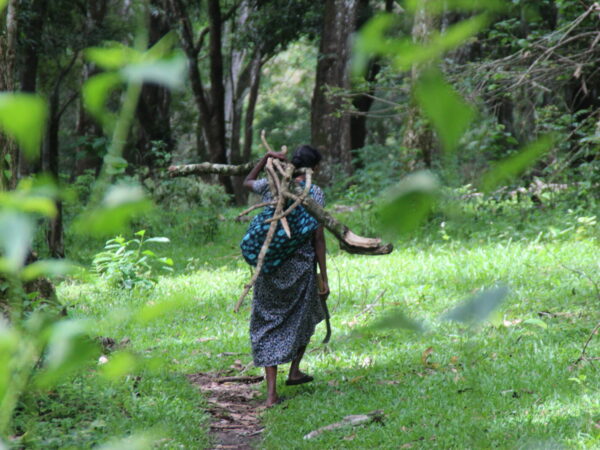 Op avontuur in Periyar National Park;  jungle, bamboevlotten en brutale apen
