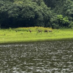 IMG_4556