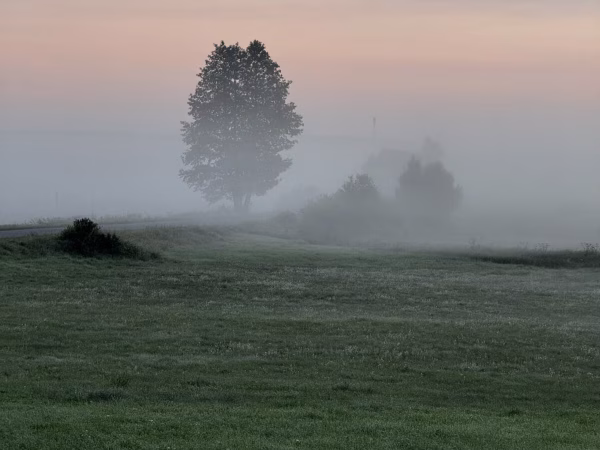 Bizons spotten in Białowieża Nationaal Park: magische zonsopgang