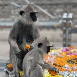 IMG_0515 - kopie - kopie - kopie