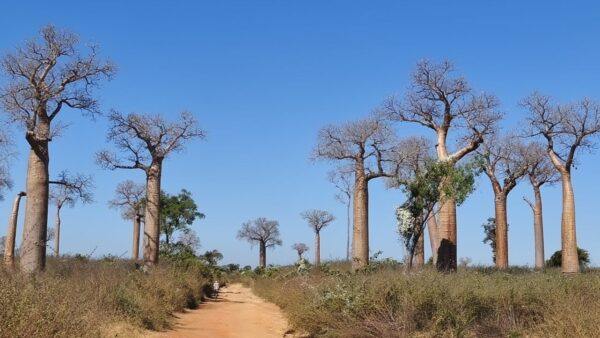 28 daagse rondreis Madagaskar en Seychellen
