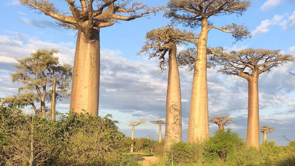 Rondreis Madagaskar en Seychellen, 28 dagen