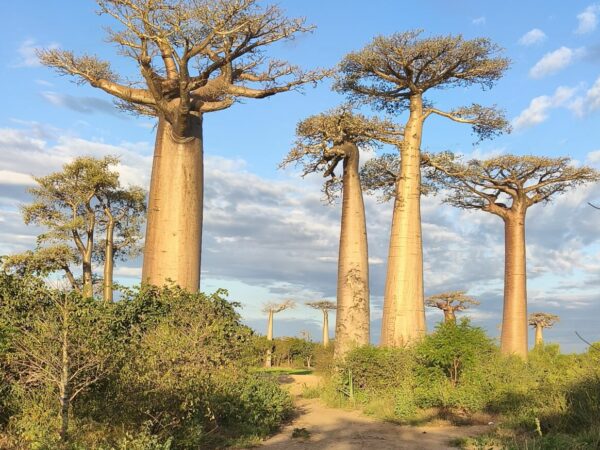28 daagse rondreis Madagaskar en Seychellen