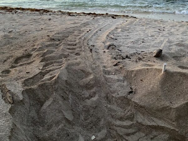 Snorkelen met schildpadden in Akumal