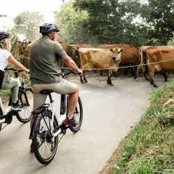 StMary_Cows_ALG-10313